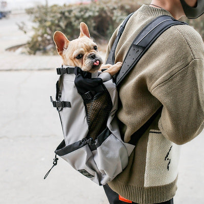Pet Travel & Safety Gear